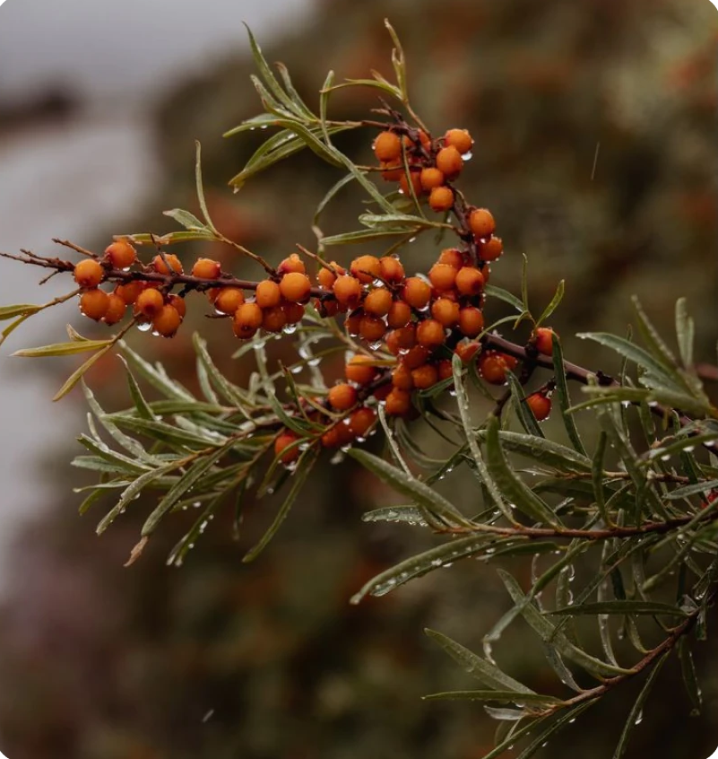 Why Arctic herbs?