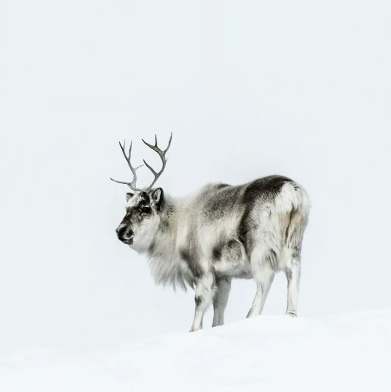 <strong>5. They Thrive at −40 °F Where Cattle Wouldn't Survive</strong>