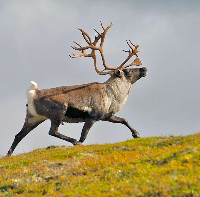 Why reindeer organs?