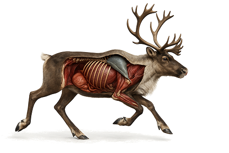 Reindeer Infographic