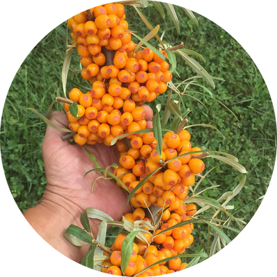 Sea Buckthorn