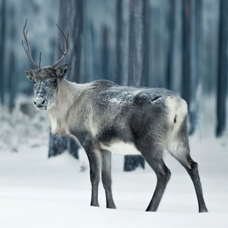 <strong>1. Reindeer Are Built for the Wild, Cattle for Domestication</strong>
