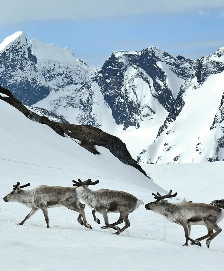 Wild reindeer running across Arctic snow