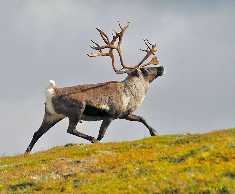 Why reindeer organs?